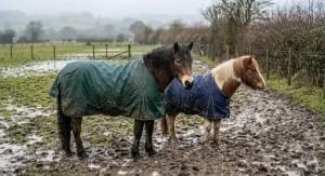 Two native ponies wearing durable waterproof horse rugs in a muddy UK turnout field