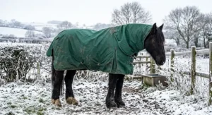 Heavyweight waterproof horse rug with detachable neck cover on a cob during winter