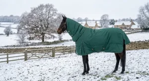 A clipped horse in a snowy winter paddock wearing an insulated 300g heavyweight high neck turnout rug.