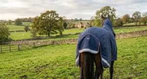 Rear view of a horse wearing a high neck turnout rug, highlighting the deep tail flap and integrated hi-vis reflective strips.