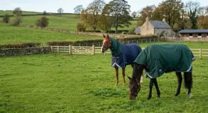 Two horses standing in a typical rolling British field wearing durable, classic navy and green turnout rugs with integrated neck covers.