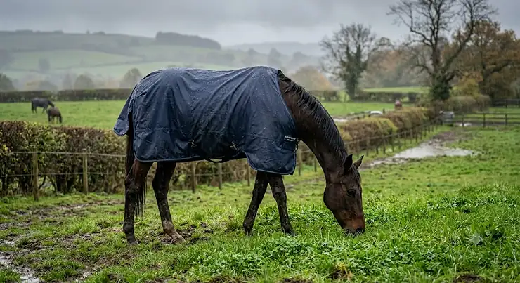 Lightweight waterproof horse rug on a thoroughbred grazing in a rainy British paddock