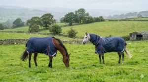 Two horses turned out in a windy, overcast British pasture wearing medium weight turnout rugs for transitional weather protection.