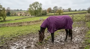 A horse turned out in a muddy field wearing a purple 200g mediumweight high neck turnout rug.