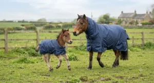 A cute little foal running alongside its mother, both wearing correctly fitted pony turnout rugs