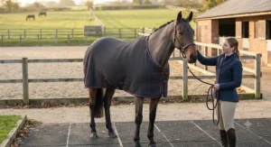 A clipped horse wearing a thermal wicking cooler rug to prevent chilling after a schooling session