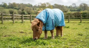 A Shetland pony grazing in spring grass while wearing a lightweight breathable pony turnout rug