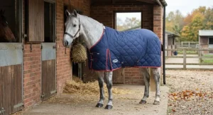 A grey cob wearing a lightweight 100g stable rug during mild autumn weather in a British livery yard.