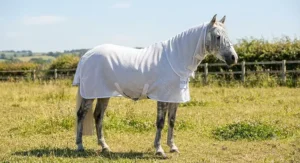 A grey pony standing in bright summer sunshine, protected by a white UV fly rug for horses designed to prevent sunburn.