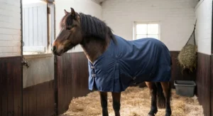 A native pony stood in a stable wearing a well-fitting lightweight stable rug with twin chest buckles