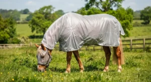 Chestnut horse wearing a UV reflective silver fly rug to protect against sunburn during warm weather