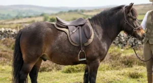 An affordable general purpose saddle fitted comfortably on a native British pony.