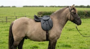 An affordable treeless saddle correctly fitted on a native pony standing in a green paddock.