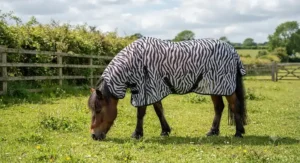 Pony wearing a zebra print pony fly rug designed to deter biting flies during British summer